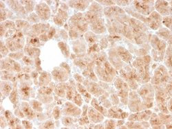 LMO2 Antibody (rLMO2/1971) - Azide and BSA Free, Novus Biologicals 100 &mu;g | Buy Online | Novus Biologicals | Fisher Scientific